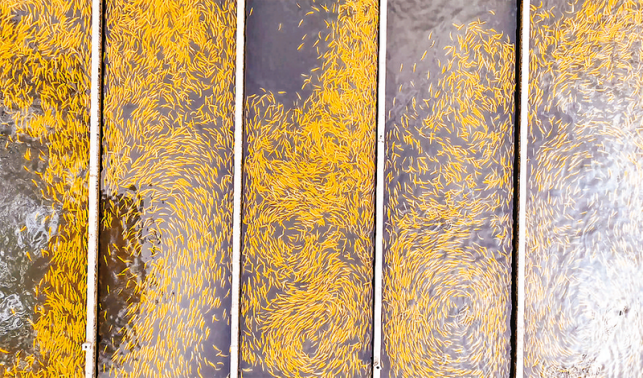 漁坪村 經(jīng)濟與生態(tài)效益“雙豐收”