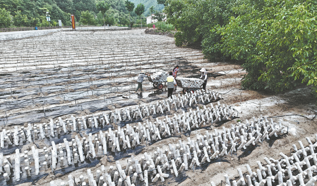 科技助力木耳產業發展