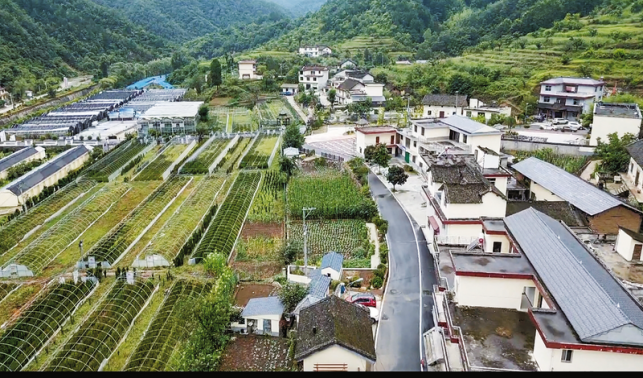 新合村 多元發展共繪振興新畫卷